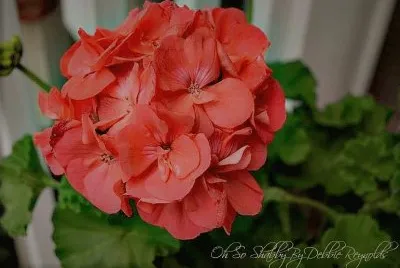 flores