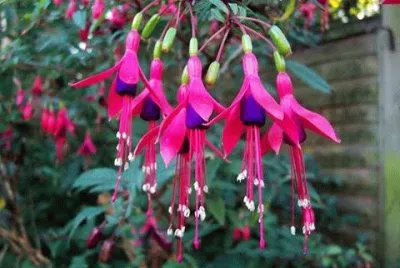 flores