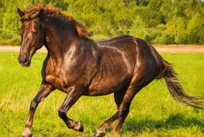cavalo