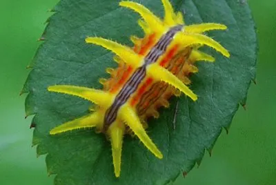 natureza