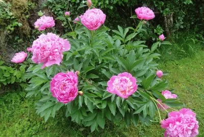pivoines