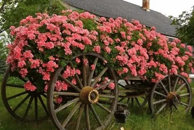flores