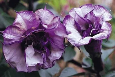flores