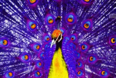 פאזל של pavo realis