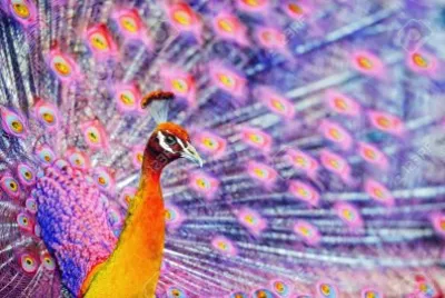 pavo reilis