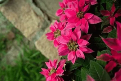 flores