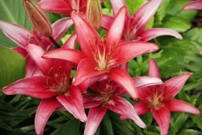 flores