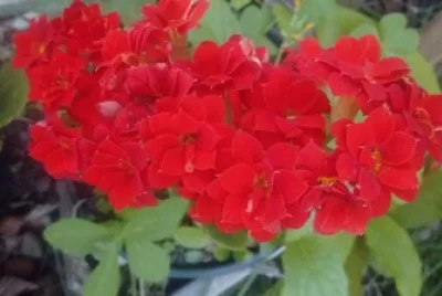 flores