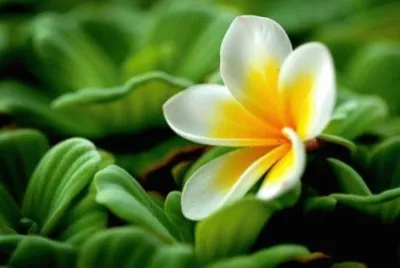 flores