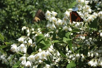 papillons