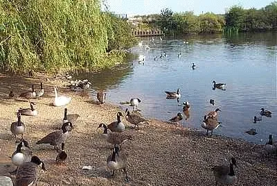 Birds Of A Feather