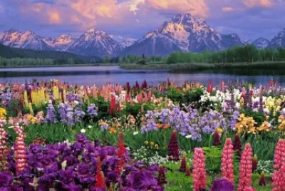 paysage fleurs