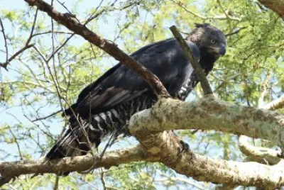 Aquila coronata