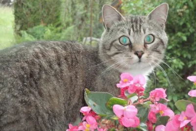 chat aux yeux verts