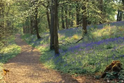 Bluebell woods