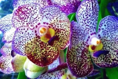 flores