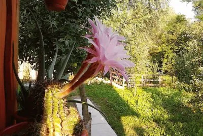 natural