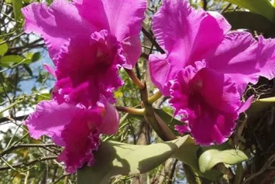 flores