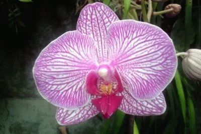 flores