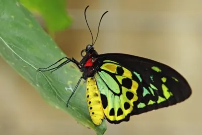 Cairns birdwing