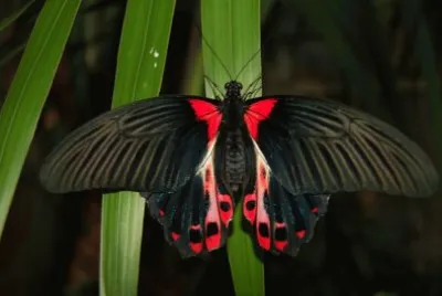 Scarlet mormon