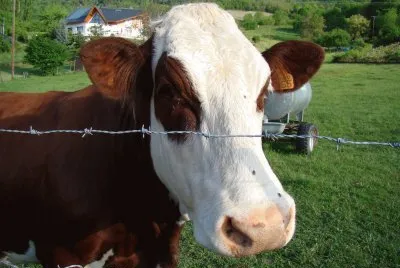Vache