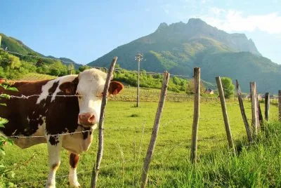 Vache