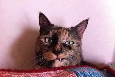 Ciccia