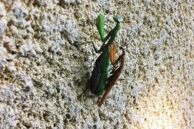 Mantes religieuses