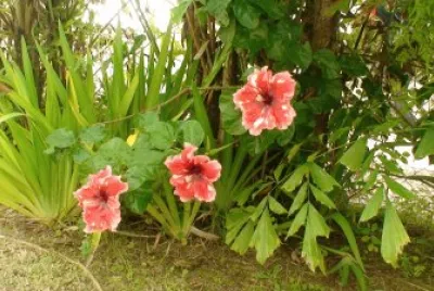 flores