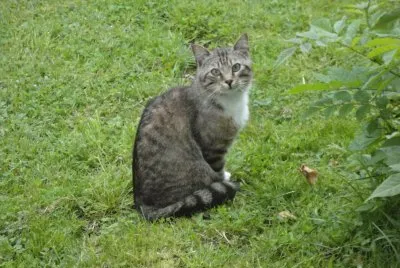 mon chat aux yeux verts jigsaw puzzle