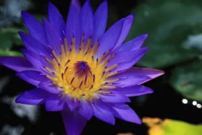 Lotuslazuli