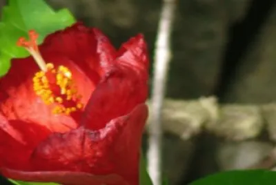 flores