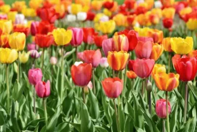 Campo de Tulipas