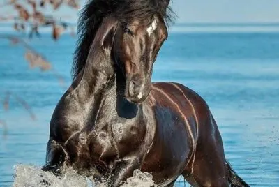 פאזל של playful horse