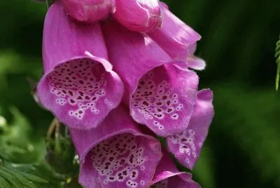 flores
