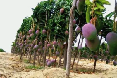 frutas