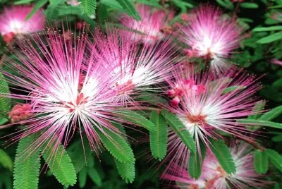 flores