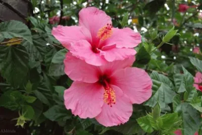 flores