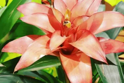 flores