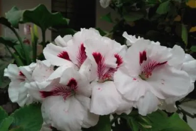 flores