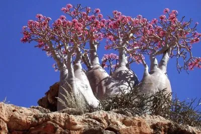 flores