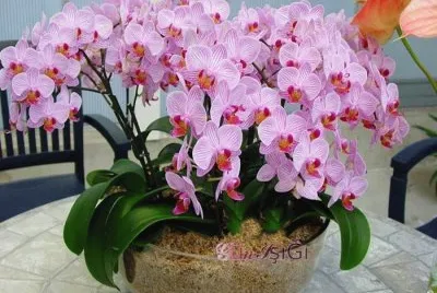 flores