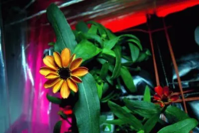 flores
