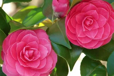 flores