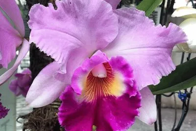 flores