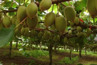frutas