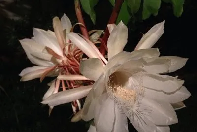 flores