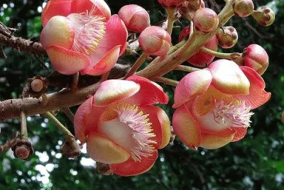flores