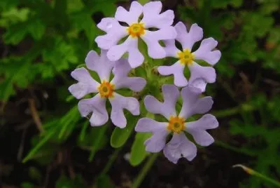 flores